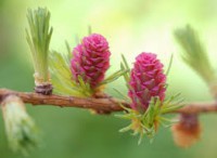 LARCH (Larice)